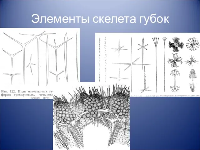 Элементы скелета губок