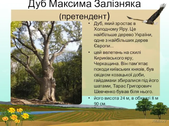 Дуб Максима Залізняка (претендент) Дуб, який зростає в Холодному Яру. Це