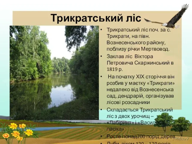 Трикратський ліс Трикратський ліс поч. за с. Трикрати, на півн.Вознесенського району,