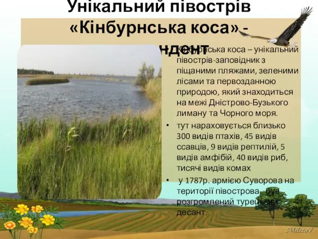 Унікальний півострів «Кінбурнська коса» - претендент Кінбурнська коса – унікальний півострів-заповідник