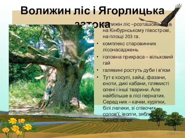 Волижин ліс і Ягорлицька затока Волижін ліс –розташований в на Кінбурнському