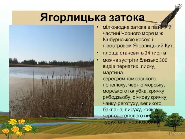 Ягорлицька затока мілководна затока в північній частині Чорного моря між Кінбурнською