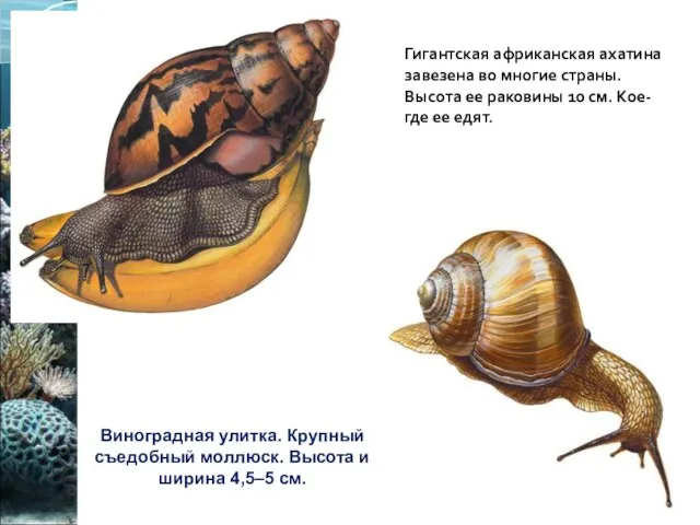 Виноградная улитка. Крупный съедобный моллюск. Высота и ширина 4,5–5 см.