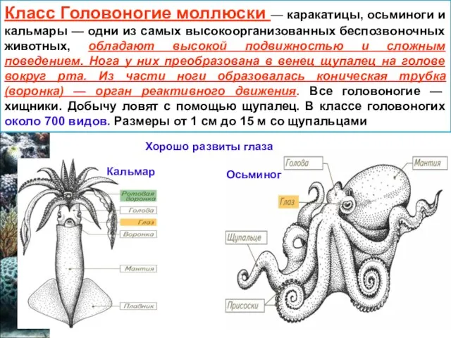 Класс Головоногие моллюски — каракатицы, осьминоги и кальмары — одни из