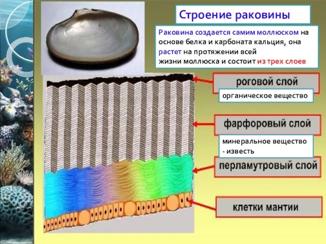 Внутреннее строение раковины Строение раковины органическое вещество минеральное вещество - известь