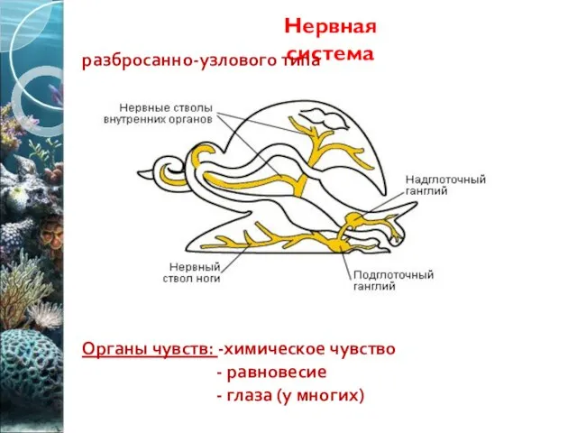 Нервная система разбросанно-узлового типа Органы чувств: -химическое чувство - равновесие - глаза (у многих)