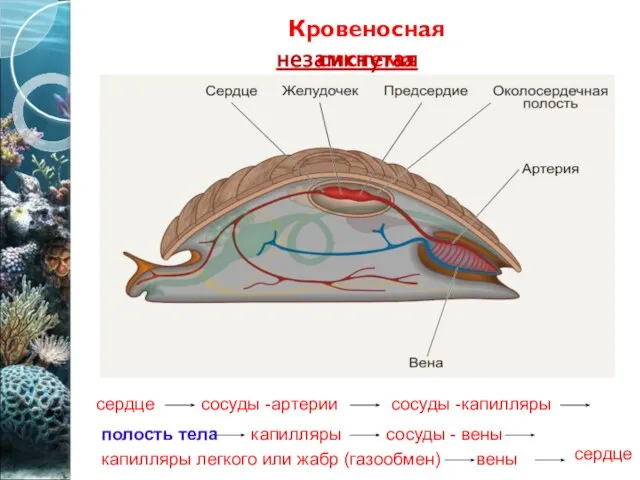 Кровеносная система незамкнутая сердце сосуды -артерии полость тела сосуды -капилляры капилляры