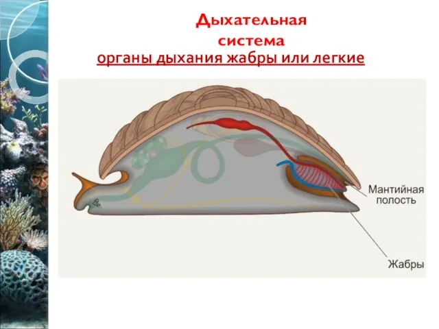 Дыхательная система органы дыхания жабры или легкие