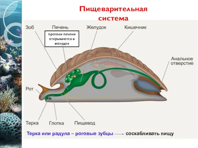 Пищеварительная система Терка или радула – роговые зубцы соскабливать пищу протоки печени открываются в желудок