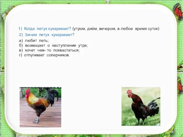 1) Когда петух кукарекает? (утром, днём, вечером, в любое время суток)