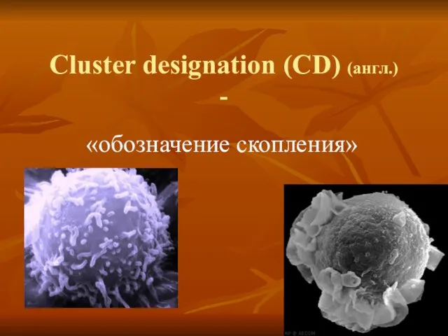 Cluster designation (CD) (англ.) - «обозначение скопления»