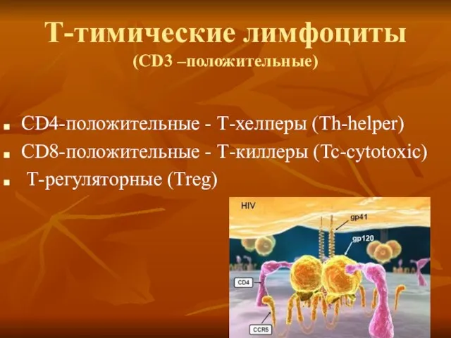 Т-тимические лимфоциты (CD3 –положительные) CD4-положительные - Т-хелперы (Тh-helper) CD8-положительные - Т-киллеры (Tc-cytotoxic) Т-регуляторные (Treg)