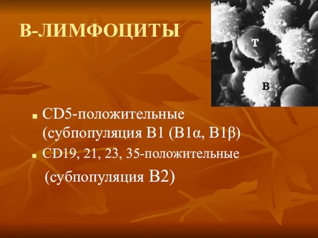 В-ЛИМФОЦИТЫ CD5-положительные (субпопуляция В1 (В1α, В1β) CD19, 21, 23, 35-положительные (субпопуляция В2)