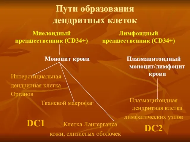 Пути образования дендритных клеток Миелоидный предшественник (CD34+) Моноцит крови Интерстициальная дендритная