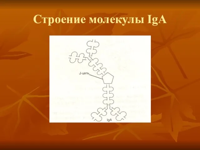 Строение молекулы IgA