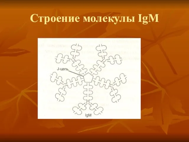 Строение молекулы IgM