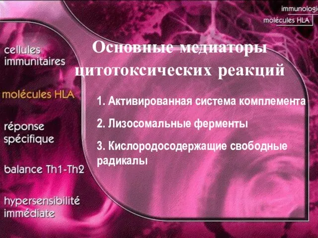 Основные медиаторы цитотоксических реакций 1. Активированная система комплемента 2. Лизосомальные ферменты 3. Кислородосодержащие свободные радикалы