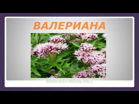 Вернуться к выбору тем→ ВАЛЕРИАНА