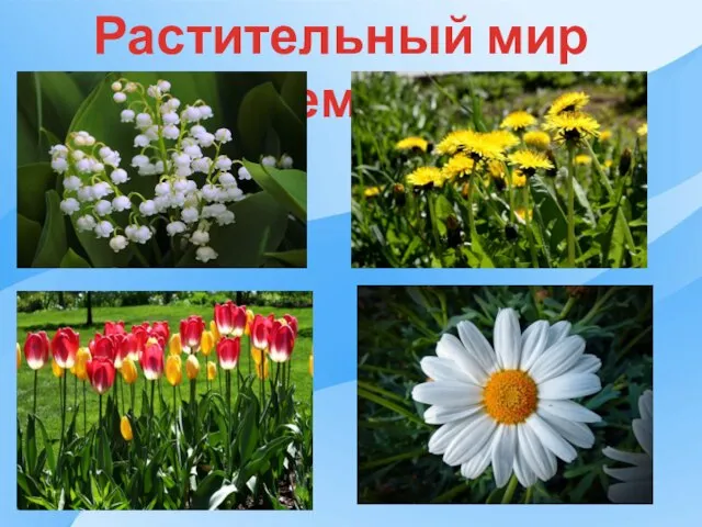 Растительный мир Земли