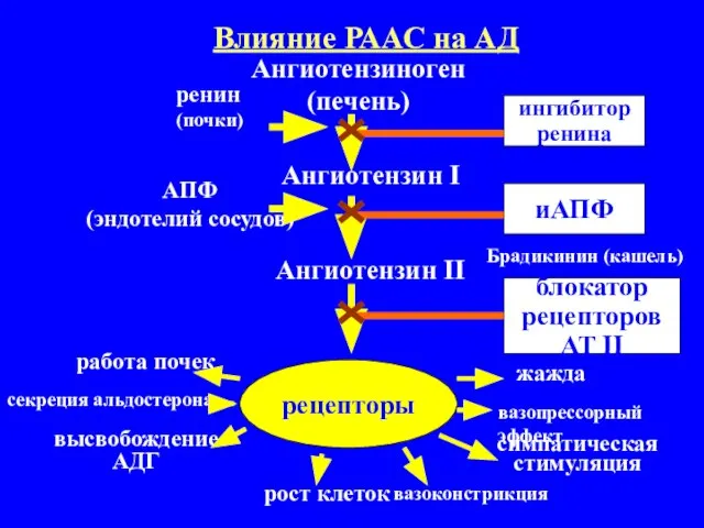 Влияние РААС на АД