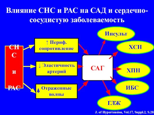 Влияние СНС и РАС на САД и сердечно-сосудистую заболеваемость СНС и