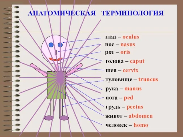 глаз – oculus нос – nasus рот – oris голова –