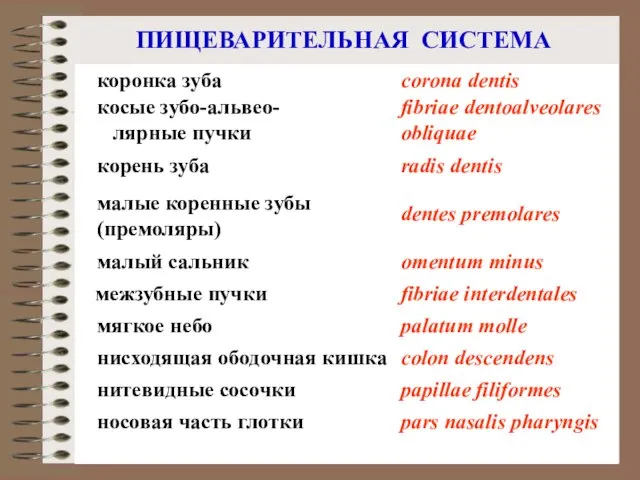 ПИЩЕВАРИТЕЛЬНАЯ СИСТЕМА коронка зуба corona dentis нитевидные сосочки малые коренные зубы