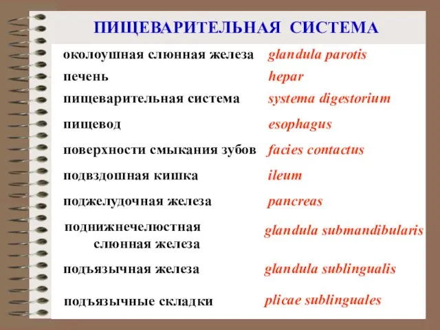 ПИЩЕВАРИТЕЛЬНАЯ СИСТЕМА пищевод esophagus подъязычная железа glandula sublingualis поднижнечелюстная слюнная железа