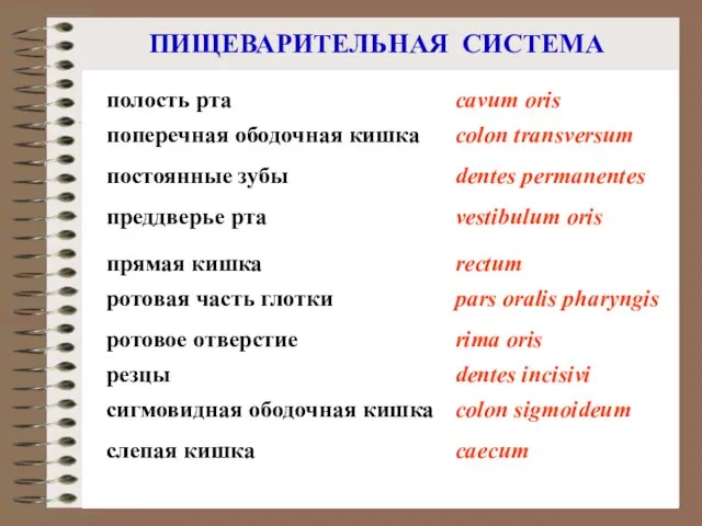 ПИЩЕВАРИТЕЛЬНАЯ СИСТЕМА слепая кишка прямая кишка caecum rectum ротовое отверстие rima