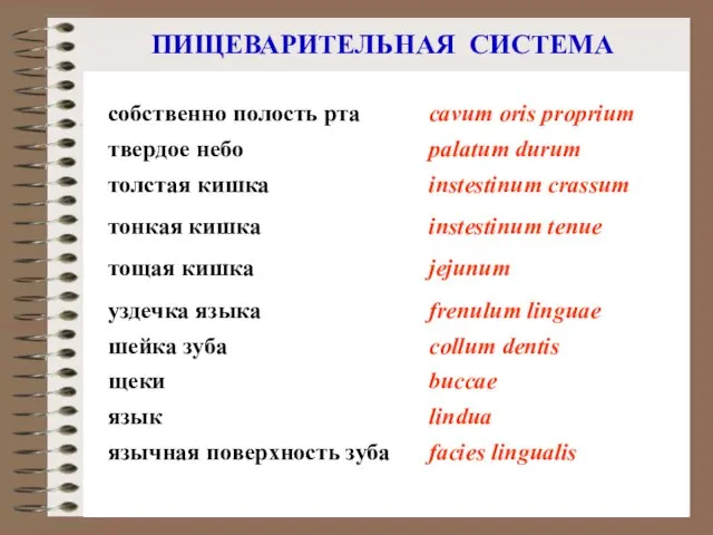 ПИЩЕВАРИТЕЛЬНАЯ СИСТЕМА язык lindua уздечка языка frenulum linguae язычная поверхность зуба