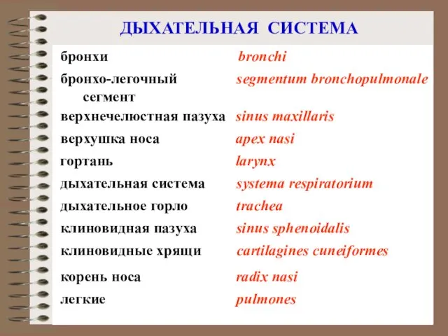 ДЫХАТЕЛЬНАЯ СИСТЕМА верхнечелюстная пазуха клиновидная пазуха клиновидные хрящи дыхательное горло sinus