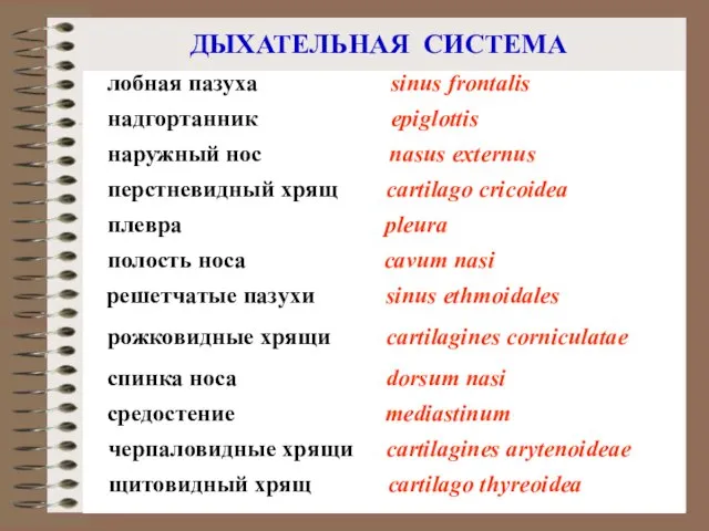 ДЫХАТЕЛЬНАЯ СИСТЕМА лобная пазуха надгортанник плевра спинка носа средостение sinus frontalis