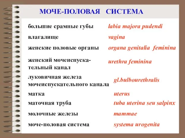 МОЧЕ-ПОЛОВАЯ СИСТЕМА женский мочеиспуска- тельный канал луковичная железа мочеиспускательного канала женские