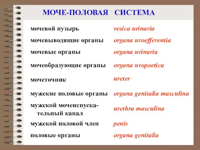 МОЧЕ-ПОЛОВАЯ СИСТЕМА мочевые органы мочеточник мужской половой член organa urinaria ureter