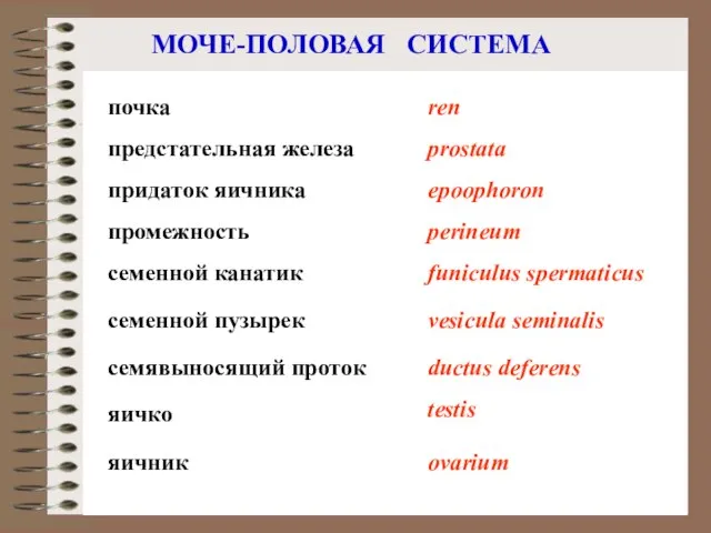 МОЧЕ-ПОЛОВАЯ СИСТЕМА яичник ovarium яичко testis семявыносящий проток семенной пузырек ductus