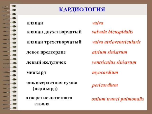 КАРДИОЛОГИЯ левый желудочек околосердечная сумка (перикард) ventriculus sinistrum pericardium левое предсердие