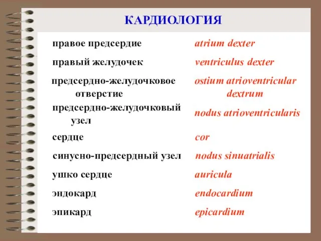 КАРДИОЛОГИЯ эпикард эндокард epicardium endocardium ушко сердце auricula сердце cor синусно-предсердный