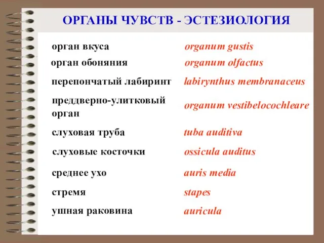 ОРГАНЫ ЧУВСТВ - ЭСТЕЗИОЛОГИЯ стремя слуховая труба орган вкуса stapes tuba