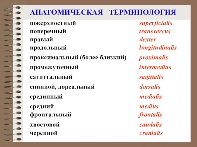 АНАТОМИЧЕСКАЯ ТЕРМИНОЛОГИЯ проксимальный (более близкий) сагиттальный поперечный продольный спинной, дорсальный proximalis