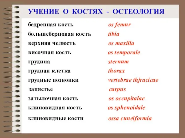 УЧЕНИЕ О КОСТЯХ - ОСТЕОЛОГИЯ грудина sternum бедренная кость большеберцовая кость