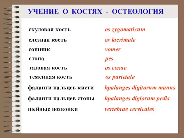 УЧЕНИЕ О КОСТЯХ - ОСТЕОЛОГИЯ шейные позвонки vertebrae cervicales стопа pes