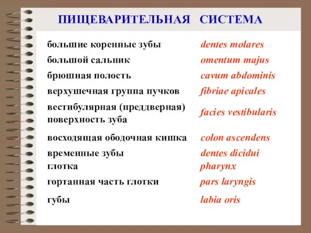 ПИЩЕВАРИТЕЛЬНАЯ СИСТЕМА верхушечная группа пучков вестибулярная (преддверная) поверхность зуба fibriaе apicales