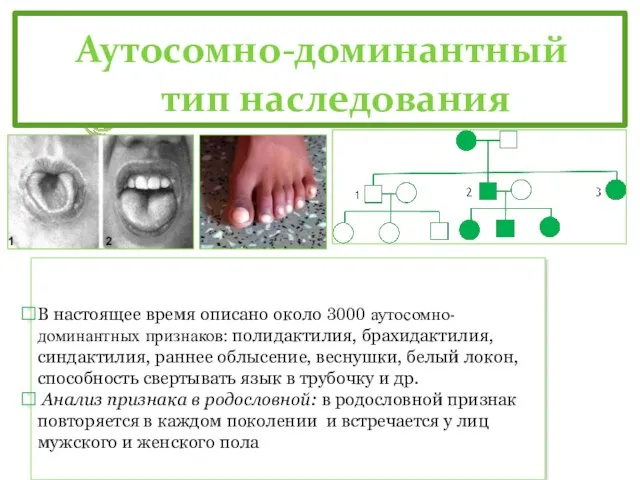 Аутосомно-доминантный тип наследования В настоящее время описано около 3000 аутосомно-доминантных признаков: