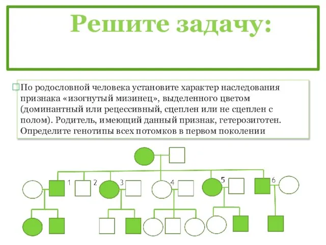 Решите задачу: По родословной человека установите характер наследования признака «изогнутый мизинец»,