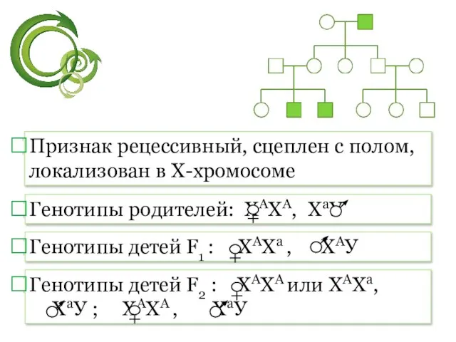 Признак рецессивный, сцеплен с полом, локализован в Х-хромосоме Генотипы родителей: ХАХA,