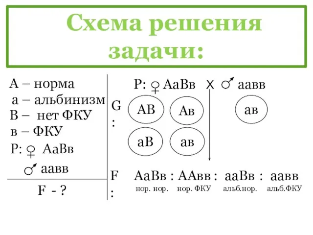 А – норма а – альбинизм В – нет ФКУ в