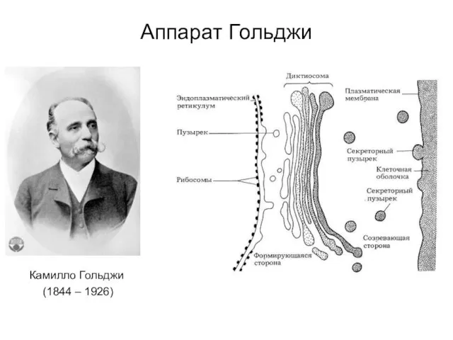 Аппарат Гольджи Камилло Гольджи (1844 – 1926)