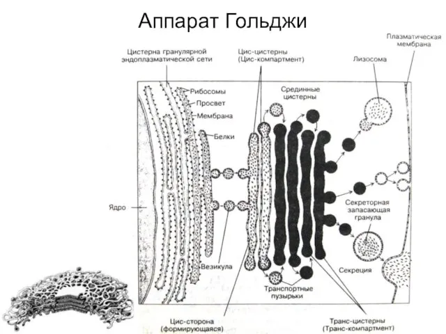 Аппарат Гольджи