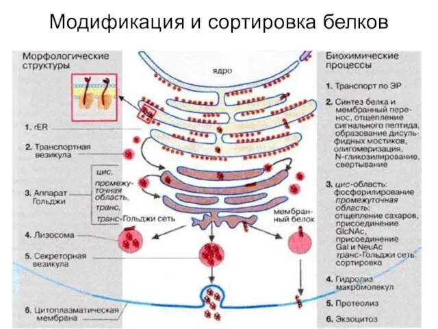 Модификация и сортировка белков