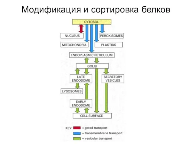 Модификация и сортировка белков